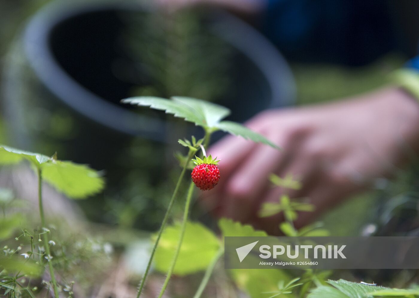 Picking wild strawberries in Omsk region