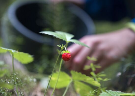 Picking wild strawberries in Omsk region