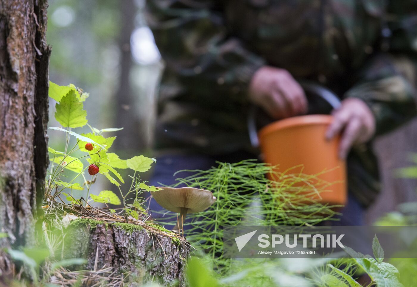 Picking wild strawberries in Omsk region