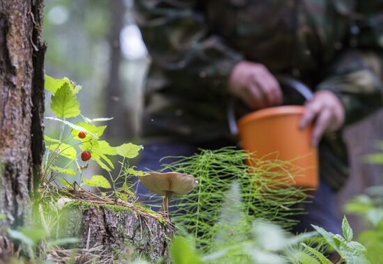 Picking wild strawberries in Omsk region