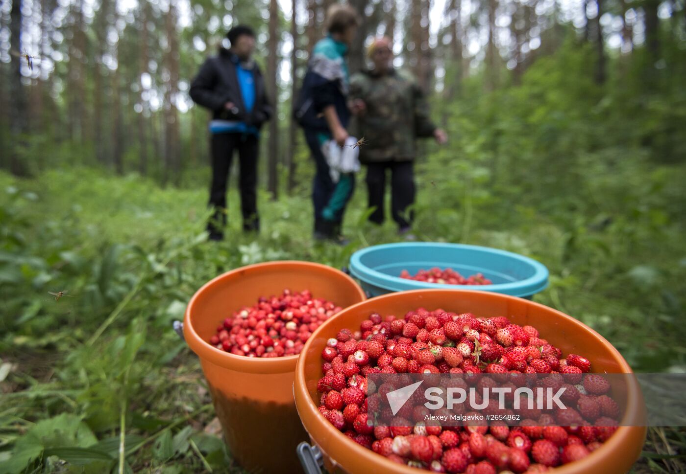 Picking wild strawberries in Omsk region