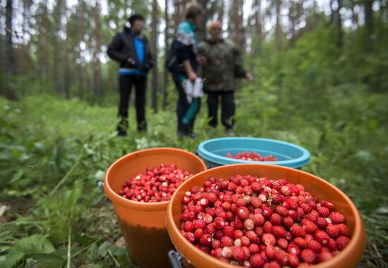 Picking wild strawberries in Omsk region