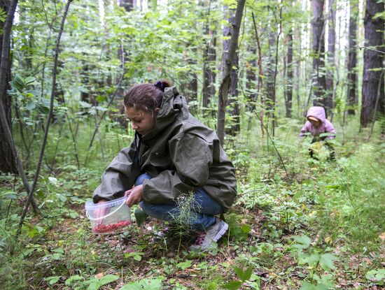 Picking wild strawberries in Omsk region