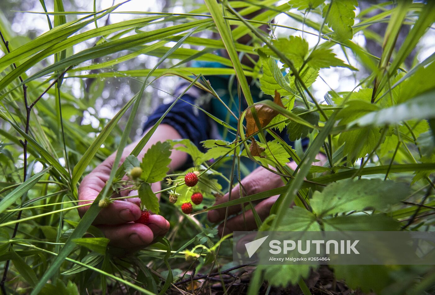 Picking wild strawberries in Omsk region