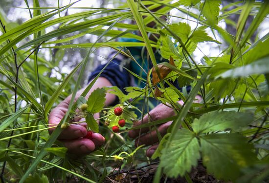 Picking wild strawberries in Omsk region