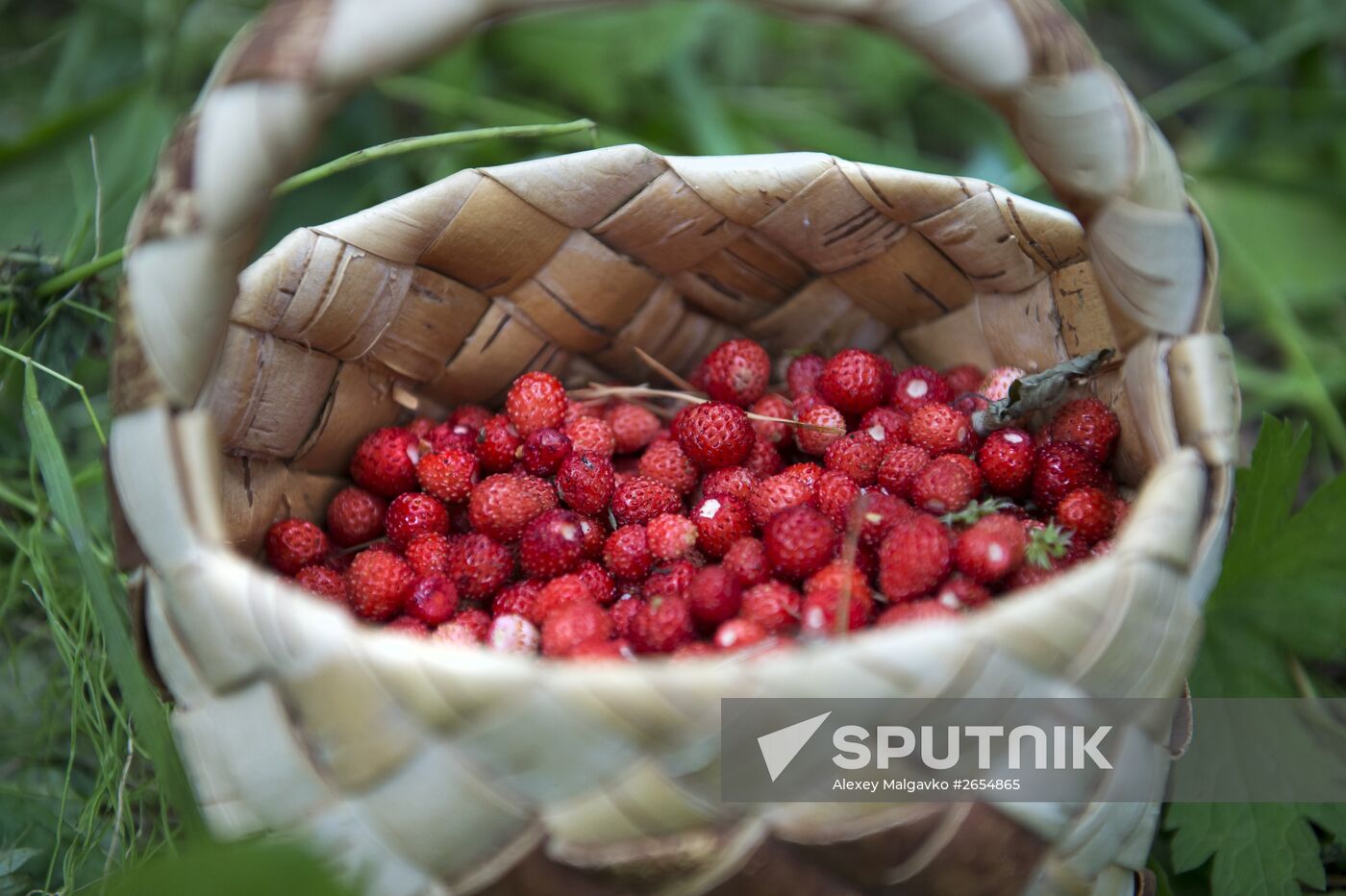 Picking wild strawberries in Omsk region