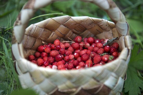Picking wild strawberries in Omsk region