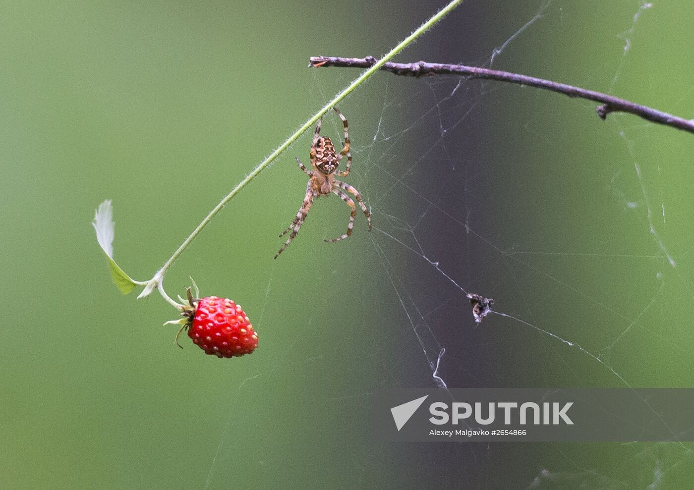 Picking wild strawberries in Omsk region