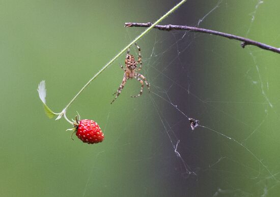 Picking wild strawberries in Omsk region