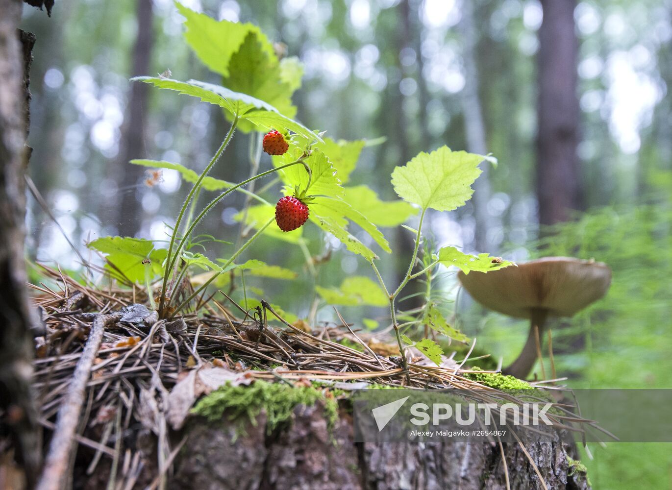 Picking wild strawberries in Omsk region