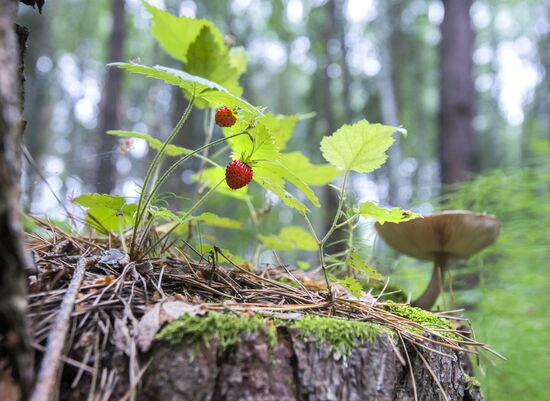 Picking wild strawberries in Omsk region