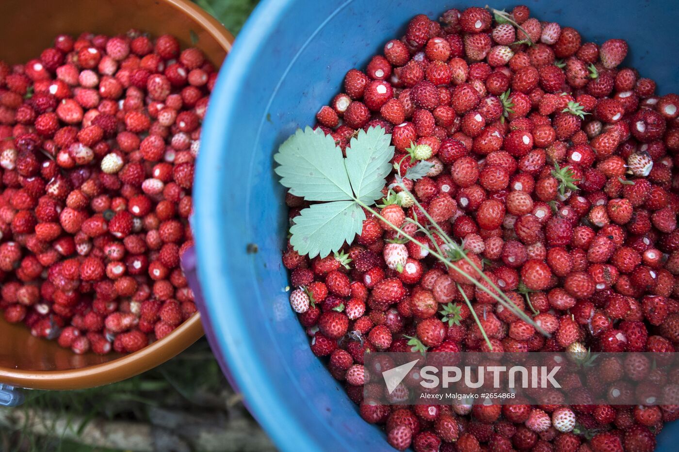 Picking wild strawberries in Omsk region