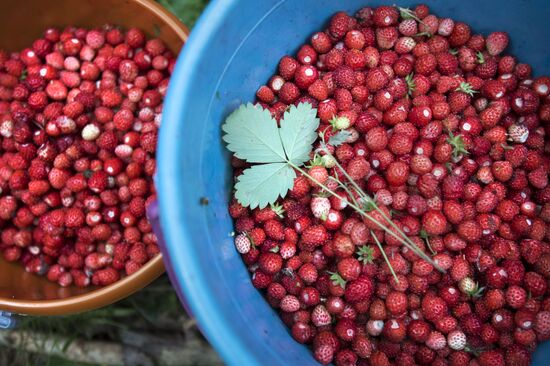 Picking wild strawberries in Omsk region