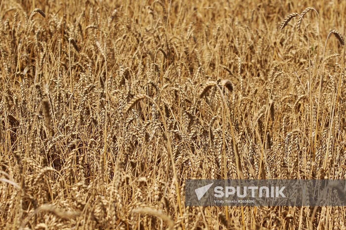 Grain harvest in Russia's south