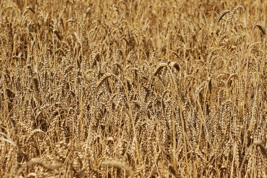 Grain harvest in Russia's south