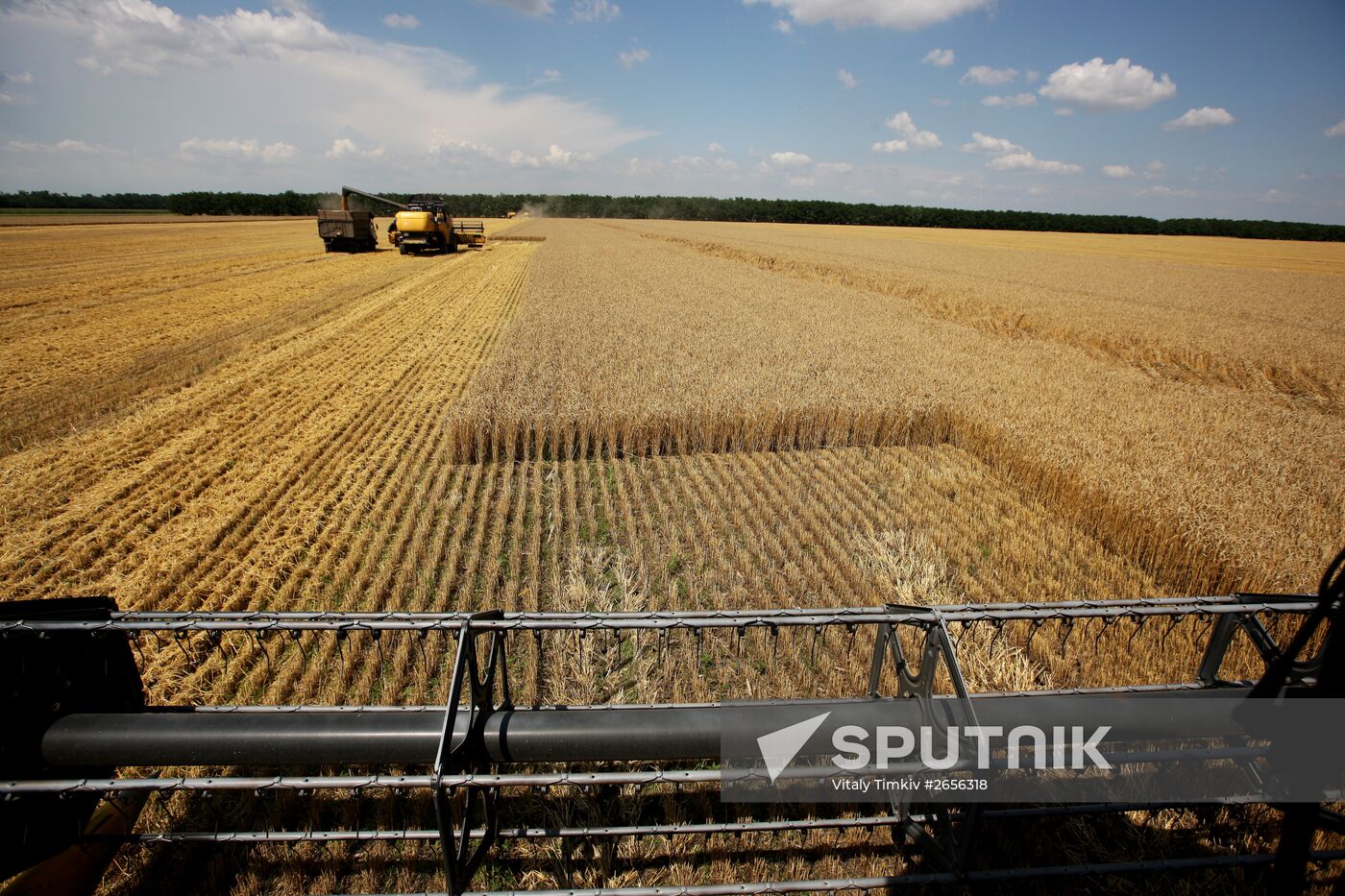 Grain harvest in Russia's south