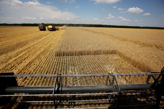 Grain harvest in Russia's south