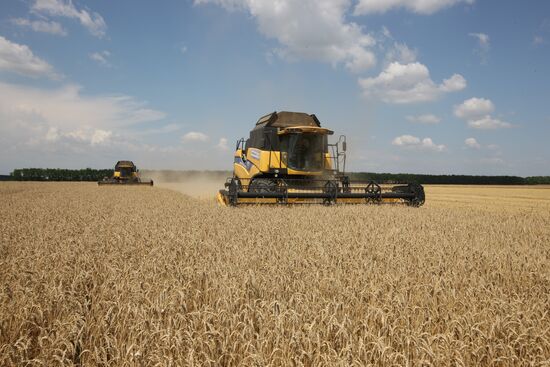Grain harvest in Russia's south
