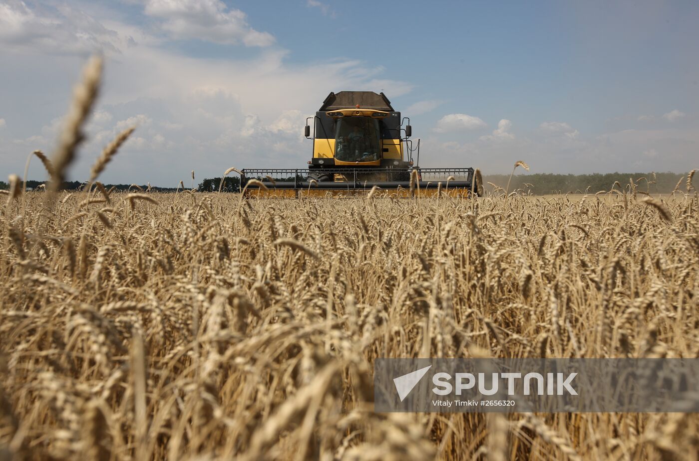 Grain harvest in Russia's south