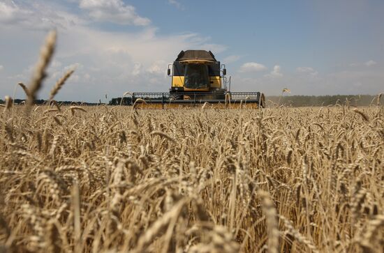 Grain harvest in Russia's south
