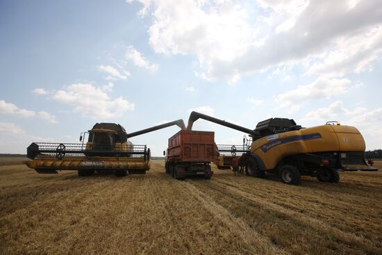 Grain harvest in Russia's south