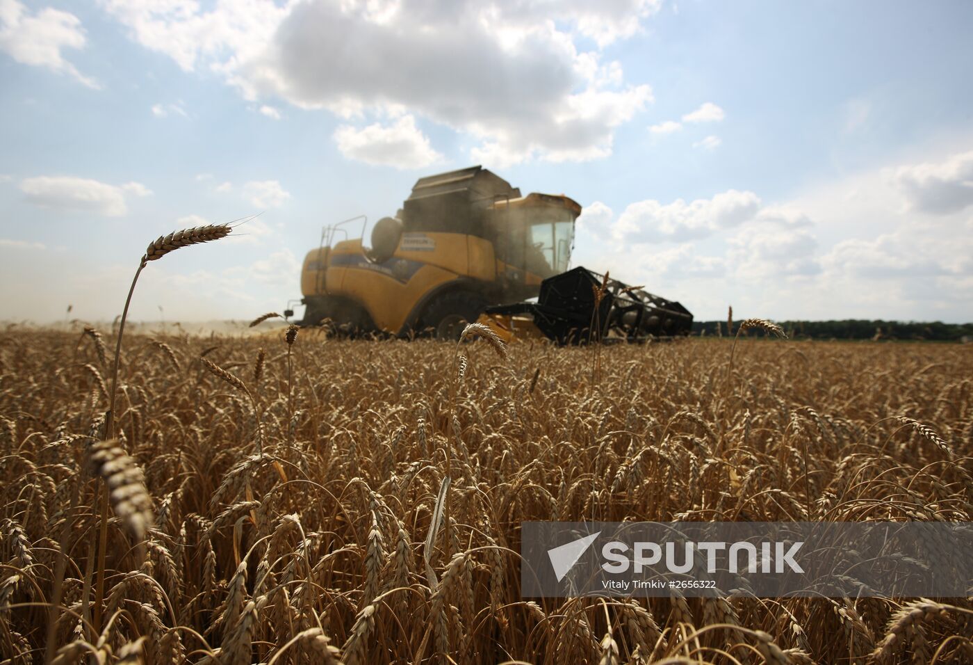 Grain harvest in Russia's south