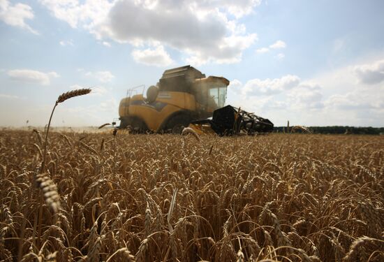 Grain harvest in Russia's south