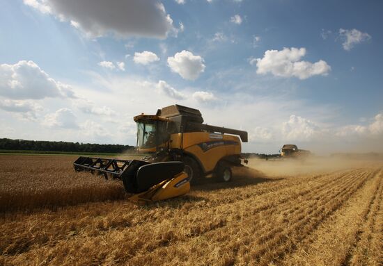 Grain harvest in Russia's south