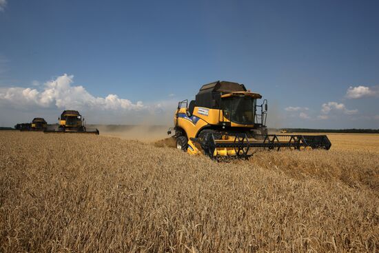 Grain harvest in Russia's south