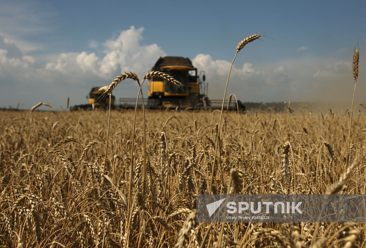 Grain harvest in Russia's south