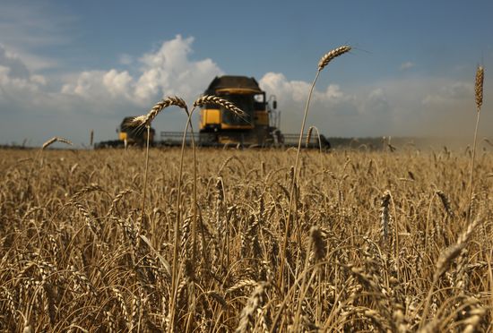 Grain harvest in Russia's south
