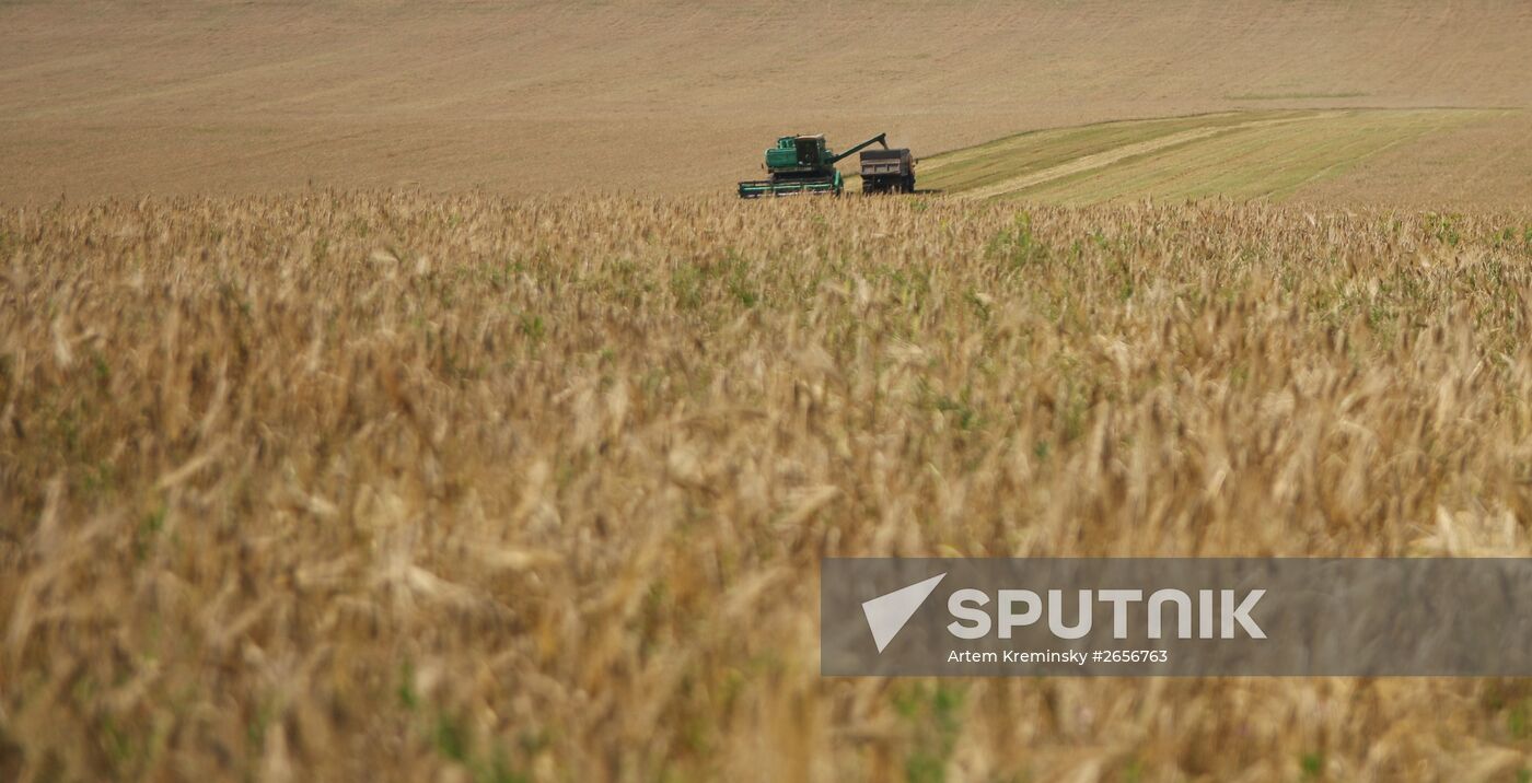 Grain harvest in Russia's south