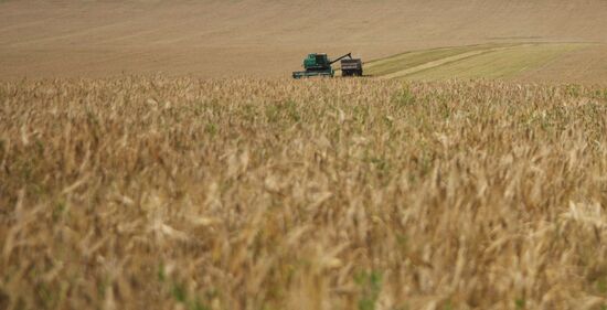 Grain harvest in Russia's south