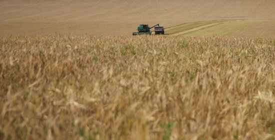 Grain harvest in Russia's south