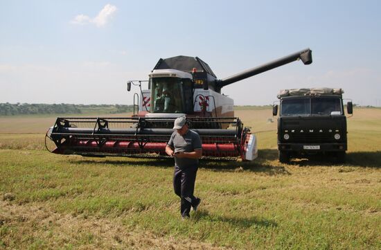 Grain harvest in Russia's south