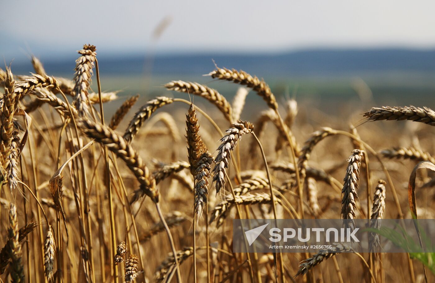 Grain harvest in Russia's south