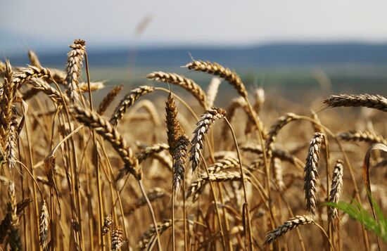 Grain harvest in Russia's south