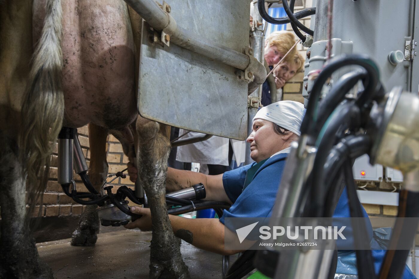 Contest of milkmaids in Omsk Region