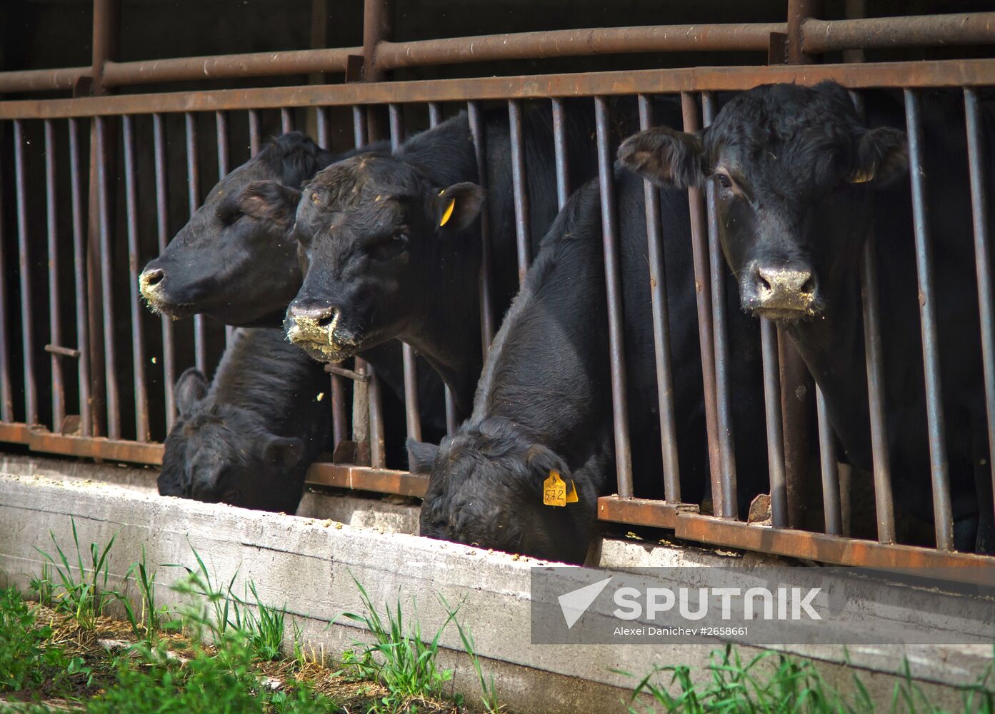 Beef cows farming in Leningrad Region