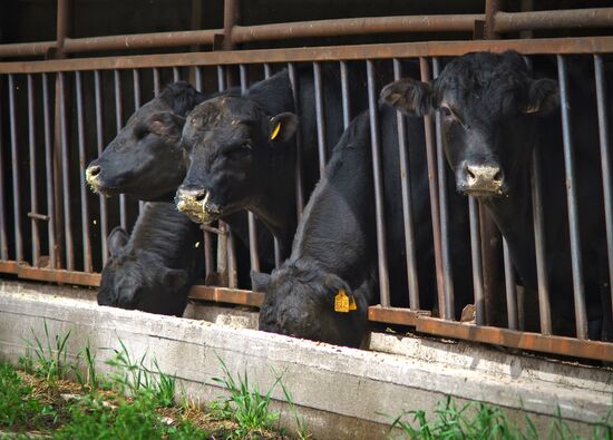 Beef cows farming in Leningrad Region