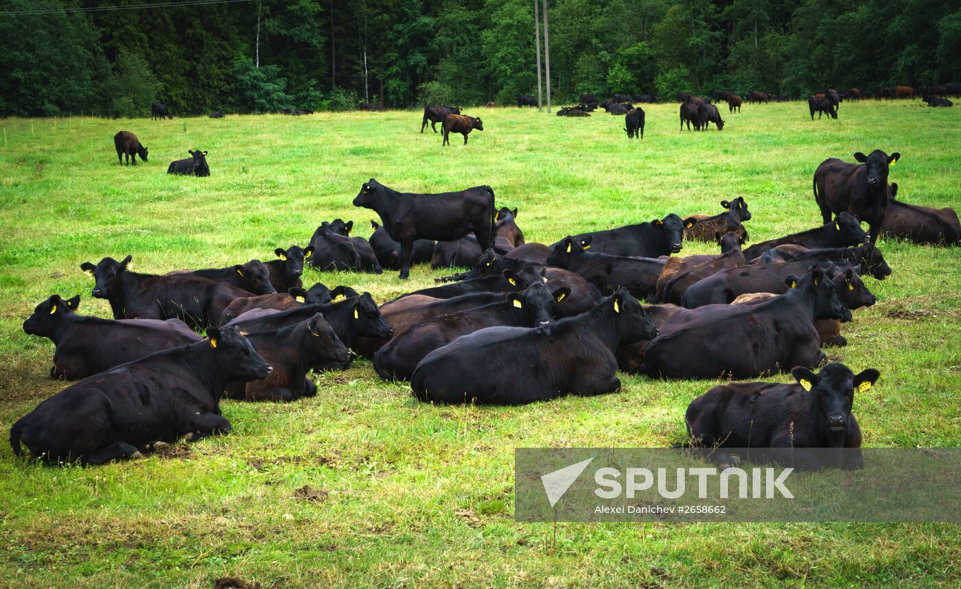 Beef cows farming in Leningrad Region