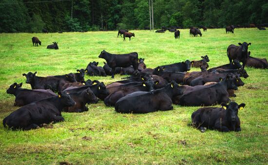 Beef cows farming in Leningrad Region