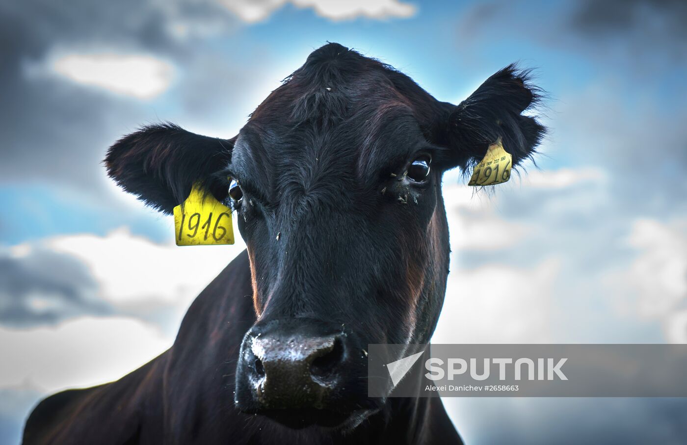 Beef cows farming in Leningrad Region
