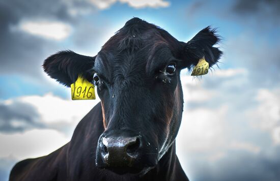 Beef cows farming in Leningrad Region