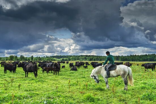 Beef cows farming in Leningrad Region