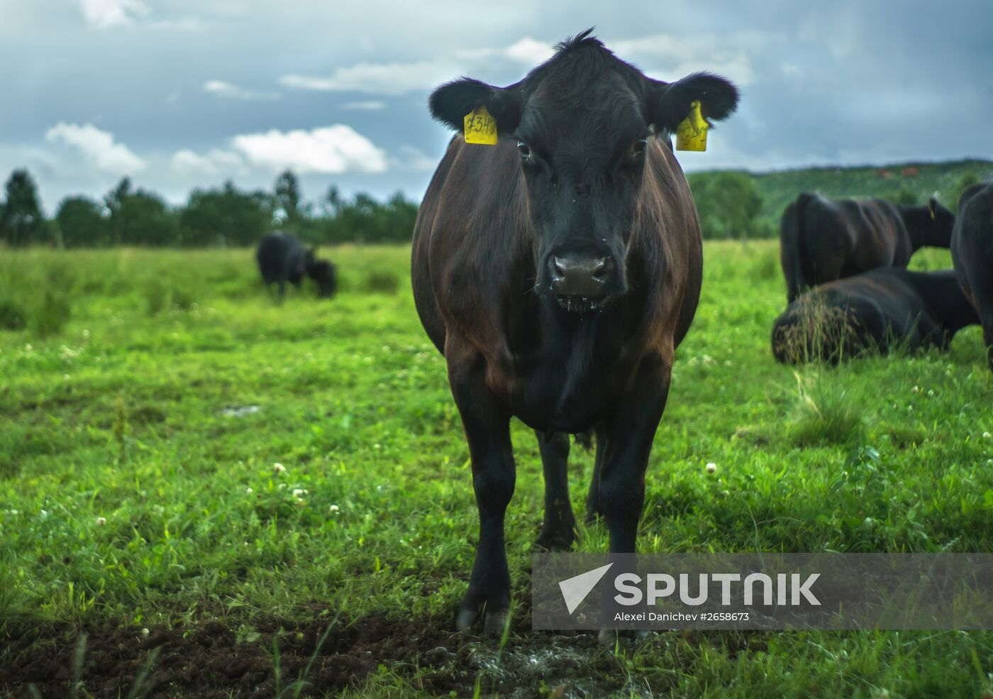 Beef cows farming in Leningrad Region