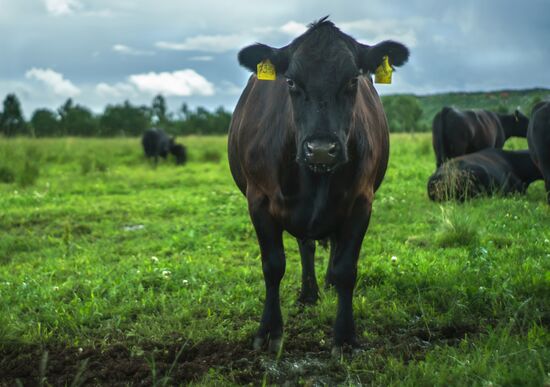 Beef cows farming in Leningrad Region