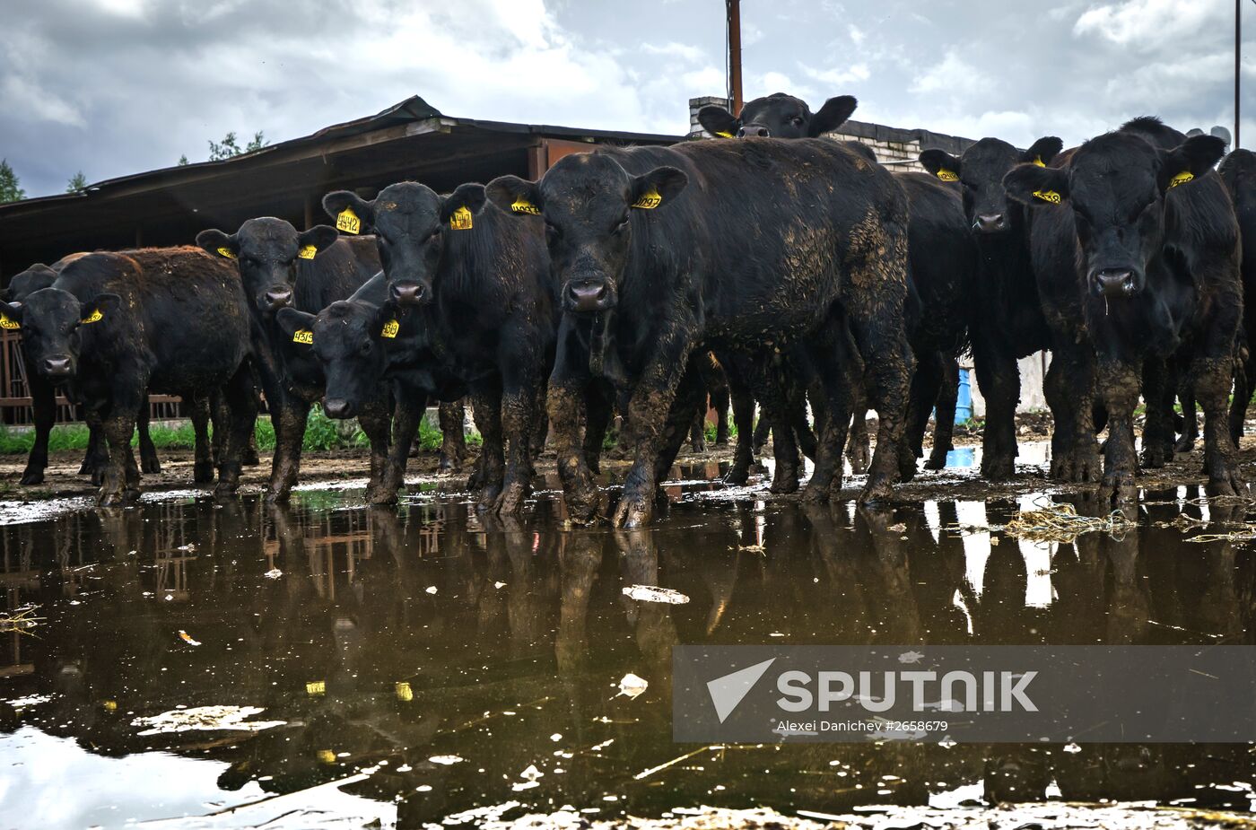Beef cows farming in Leningrad Region