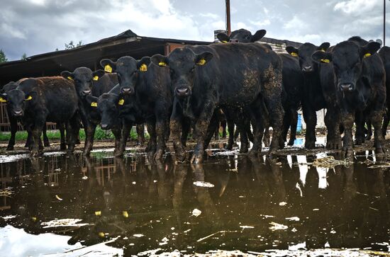 Beef cows farming in Leningrad Region