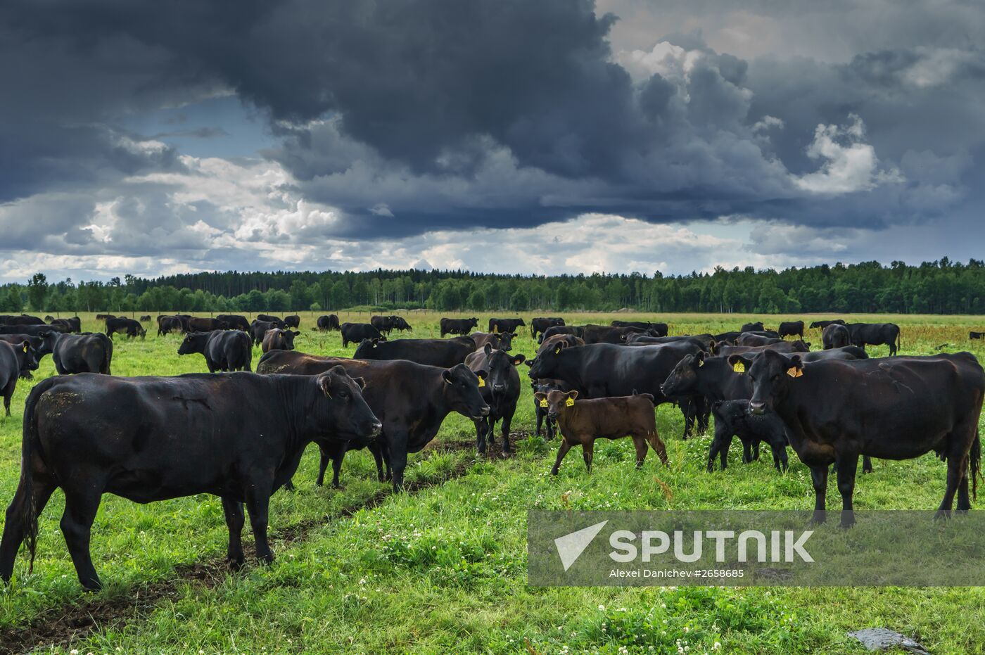 Beef cows farming in Leningrad Region